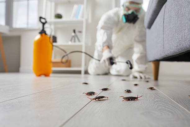 Post-Treatment Bed Bug Interceptor Monitoring in Lower Lake
